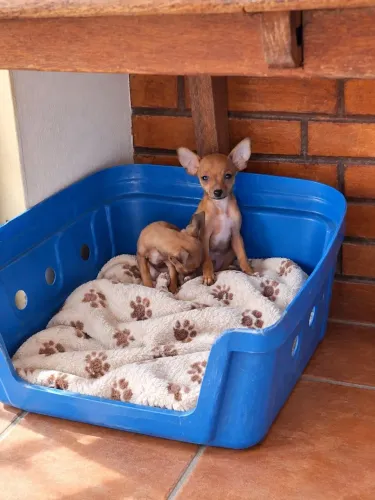 Pinscher