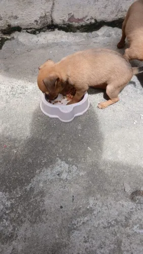 Vende se 2 cachorrinhas Pincher aceito Pix e cartão divido até 3x 