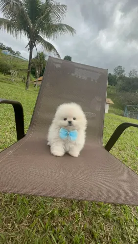SPITZ ALEMÃO ANÃO PRÊMIO!!