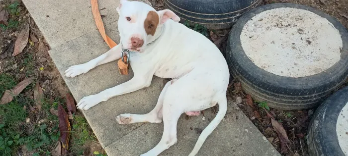 Doação Pit Bull 