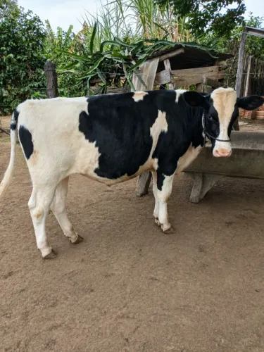 Vendo Tourinho de inseminação 