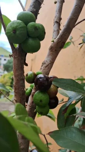 Jabuticabeira híbrida produzindo