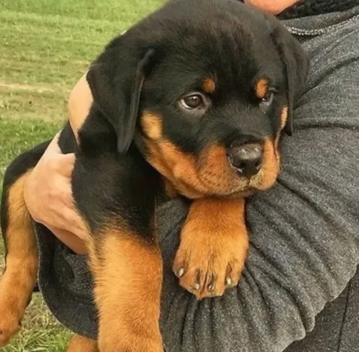 Rottweiler Expressa Alegria