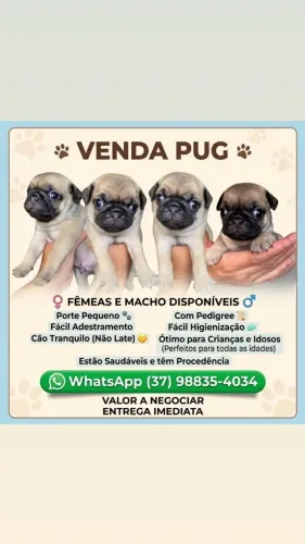 FILHOTE FÊMEA PUG(MINI)