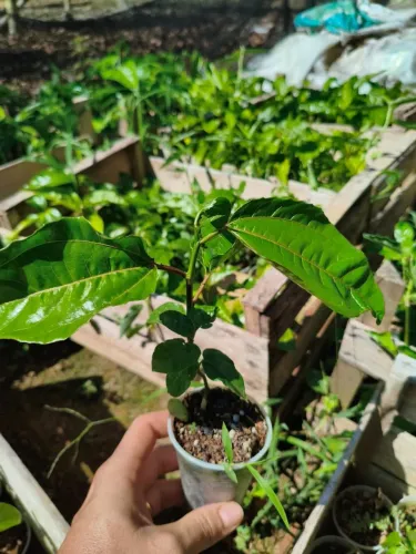 Mudas de Maracujá Sol - Prontas para Plantio