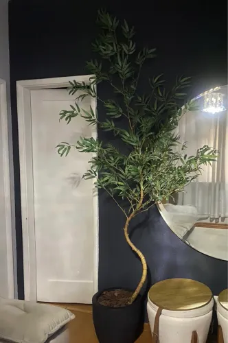 Planta decorativa bambu mossô