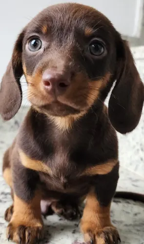 Curiosos e Encantador Filhote de Dachshund a Pronta Entrega!