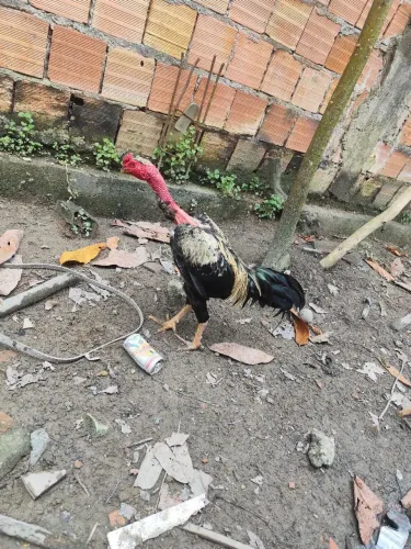 Frango polaco