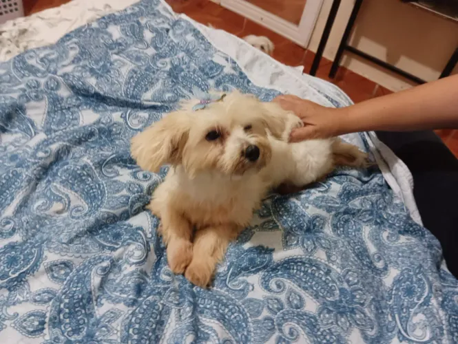 Poodle fêmea mini