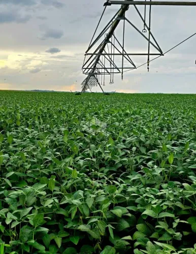Fazenda de 312 hectares com pivô de irrigação à venda próximo de São Gabriel RS