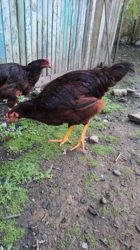 Rhode Island red