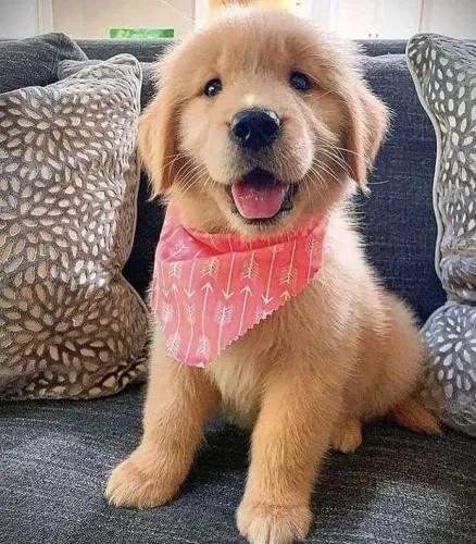 Golden Retriever - Filhotinho Para Quem Quer Uma Companhia Cheia De Personalidade