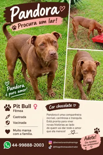 Pit Bull 1 ano castrada mansa
