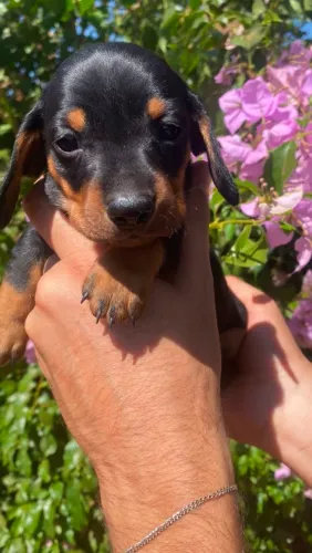 Filhote de dachshund machinho (Salsichinha)