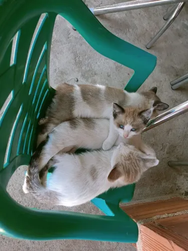 Gato