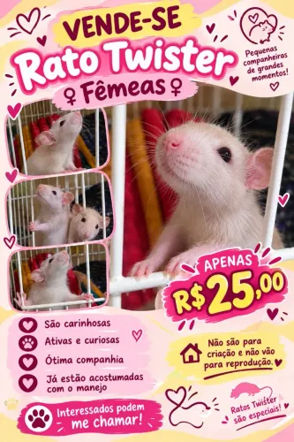 Rato Twister fêmea