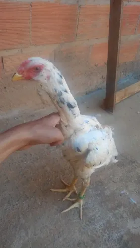 Vende-se um frango índio