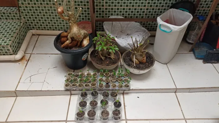 Plantas flores especiais pela metade do preço