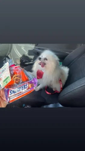 Vendo ou troco lulu da pomerania macho