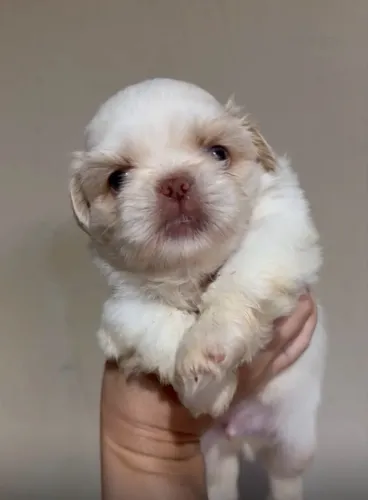 Vende-se filhote de shih tzu