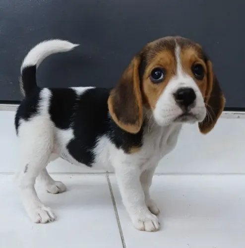 Beagle de Alto Padrão: Procedência Garantida, Vacina V10 e Suporte Pós-Venda.