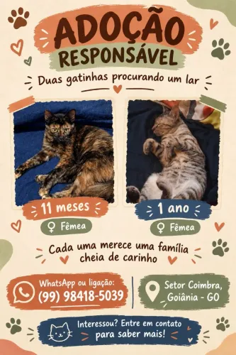 Gatinhas para adoção