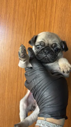 Pug femea