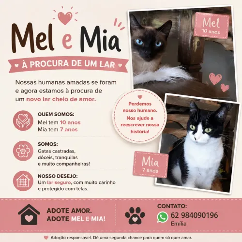Doação de gatas adultas 