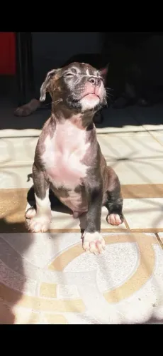 Pitbull Monster Filhote 2 meses