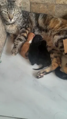 Gatos para Adoção 