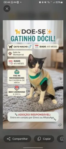 Doa-se gato macho