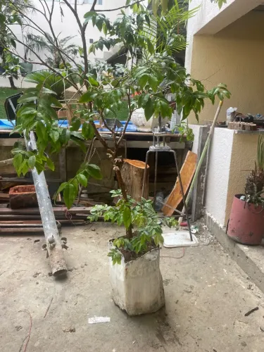 pé de jabuticaba