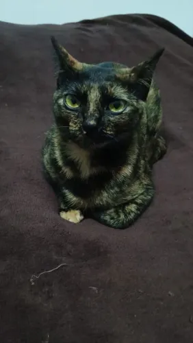 Doação gata Fêmea escaminha