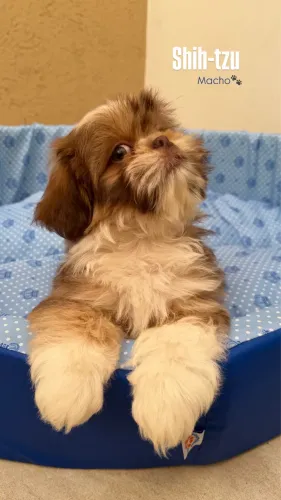 Shihtzu