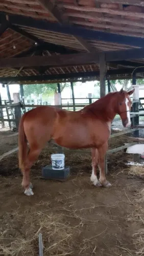 Cavalo