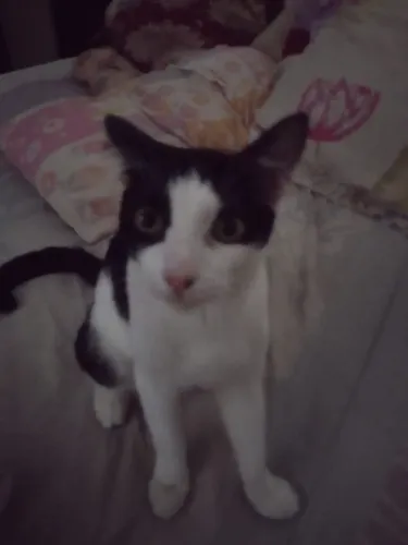 Gatinho macho para adoção 