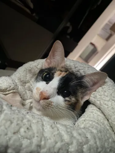 Doa-se gata 
