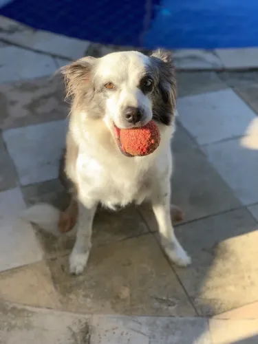Border collie fêmea para cruzamento