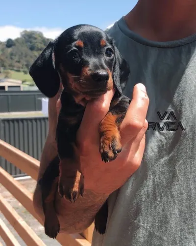 Sua lindeza filhote de Dachshund fêmea pretinha 