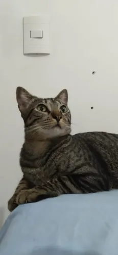 Gata tigrada para adoção