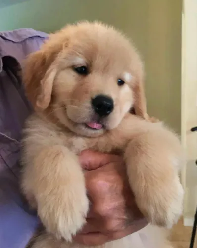 Cachorro para adoção. Família responsável