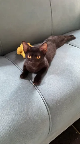Doação de gatos 