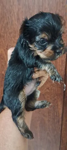 Filhote macho de Yorkshire