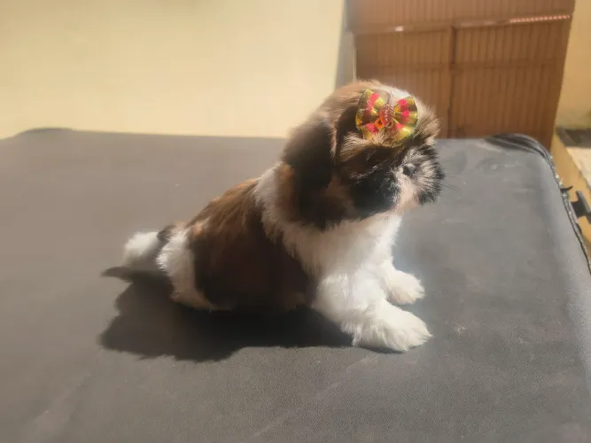 Venda filhote urgente