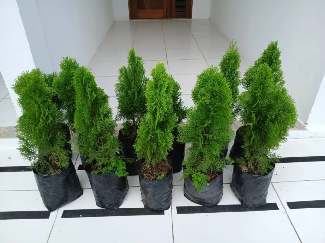 Plantas lindas apropriadas para bom gosto e preço 