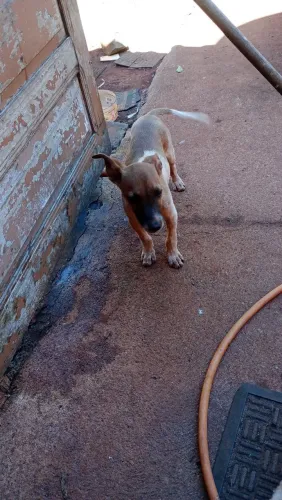 Doação de filhote