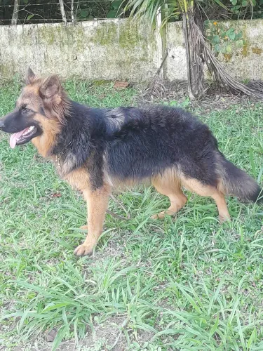 Pastor Alemão fêmea 11 meses.