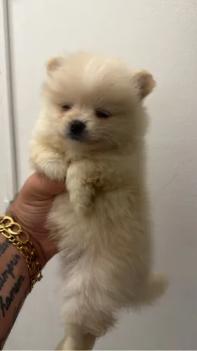 Lulu da pomerania na promoção avista 
