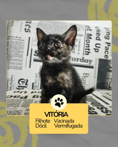 Gato filhote 