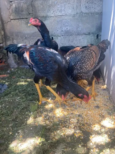 Aves da raça inglês